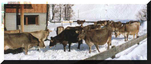 Brown Swiss cows, Girenbad 